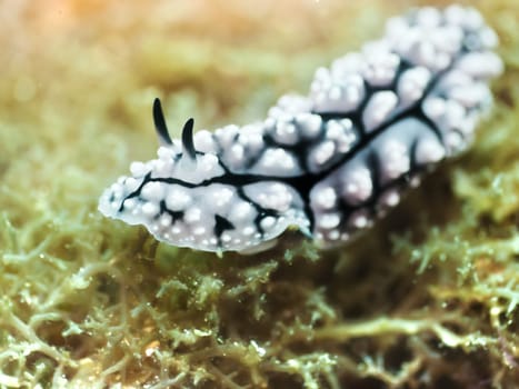 Close up photo of Nudibranch underwater. Philippines