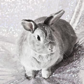 Studio shot of cute domestic rabbit sitting.