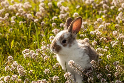 little bunny