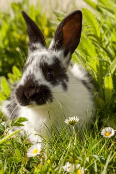 little bunny