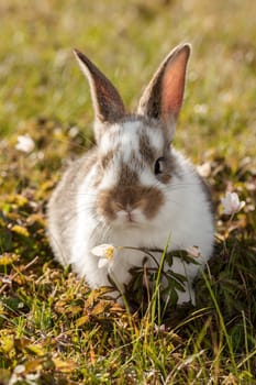 little bunny