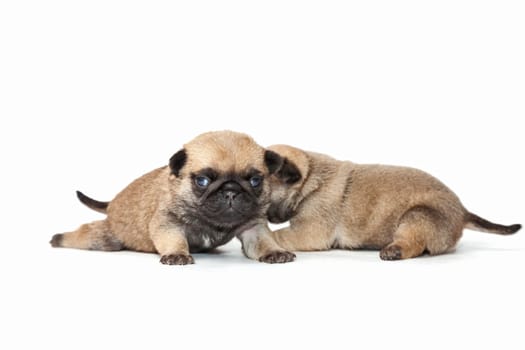 Puppies