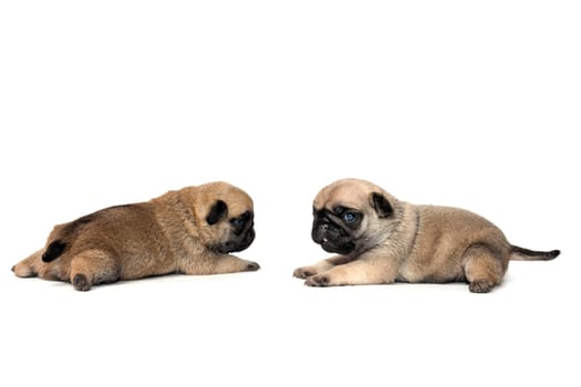 Puppies