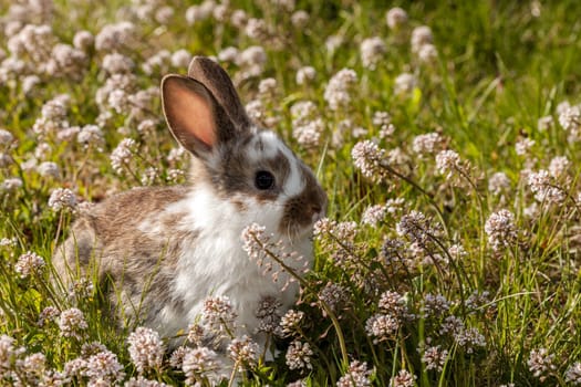 little bunny