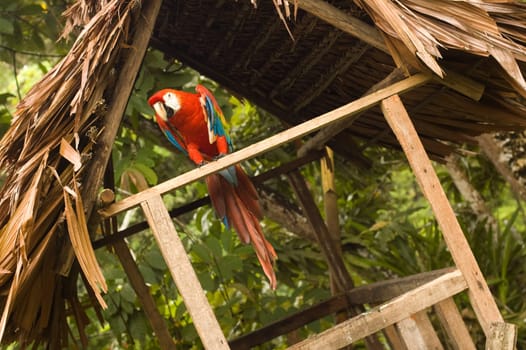 SCARLET MACAW (Ara macao) in its hut