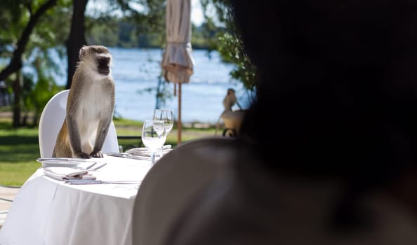 VERVET MONKEY (Chlorocebus pygerythrus) sitting at a lunch table