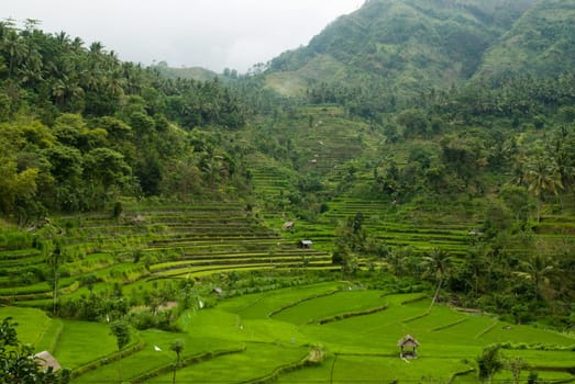 Balinese landscape with terraced rice paddies
