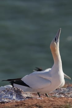 Northern gannet (Morus bassanus) on a cliff on Heligoland.