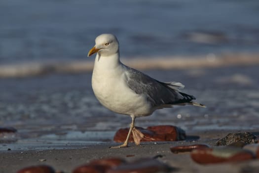 Herring gull (Larus argentatus) on the beach of Heligoland