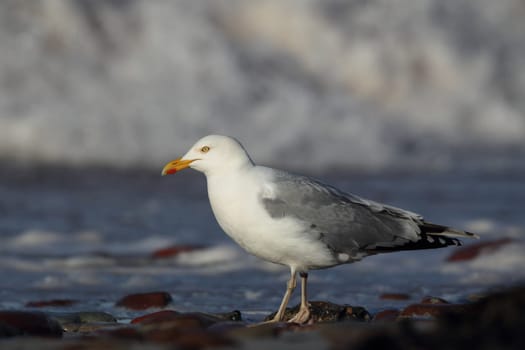 Herring gull (Larus argentatus) on the beach of Heligoland