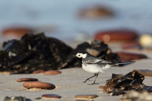 Wagtail (Motacilla alba) on the beach of Heligoland