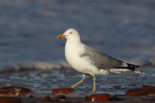 Herring gull (Larus argentatus) on the beach of Heligoland