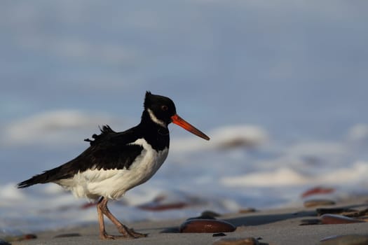 Oystercatcher (Haematopus ostralegus) on the beach of Heligoland