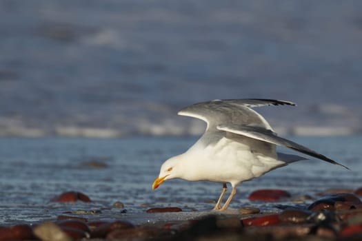 Herring gull (Larus argentatus) on the beach of Heligoland