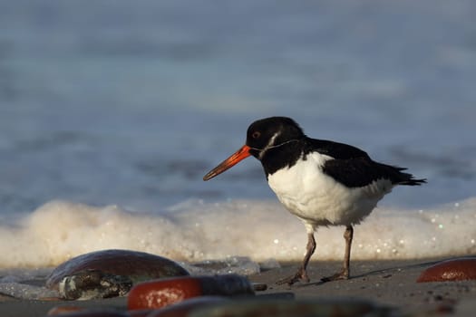 Oystercatcher (Haematopus ostralegus) on the beach of Heligoland