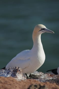 Northern gannet (Morus bassanus) on a cliff on Heligoland.