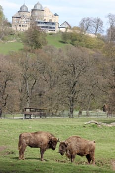 Bison in front of the Sababurg