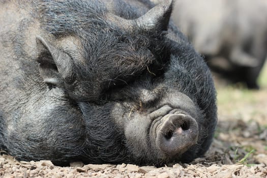 Sleeping pot-bellied pig at Sababurg Zoo