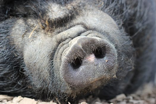 Pot-bellied pig's nose