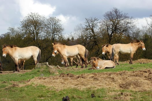 Przewalski's horses at Sababurg Zoo