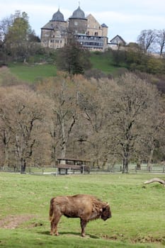 Bison in front of the Sababurg