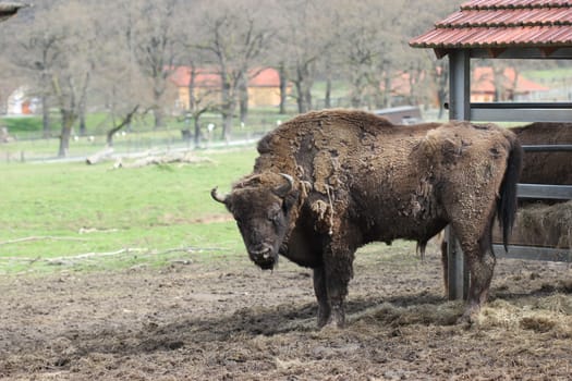 Bull bison at Sababurg Zoo