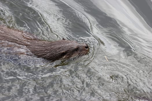 Swimming otter at Sababurg Zoo