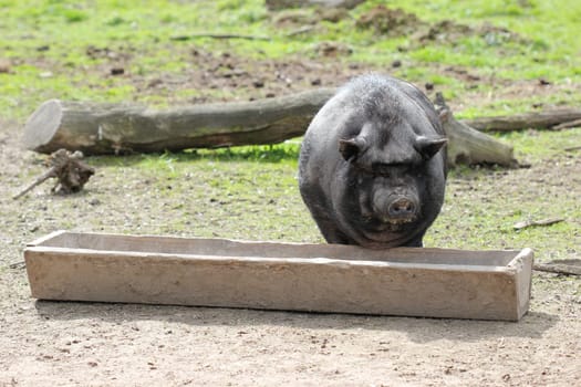 Pot-bellied pig at the feeding trough