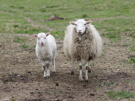Skudden lamb sticks out his tongue