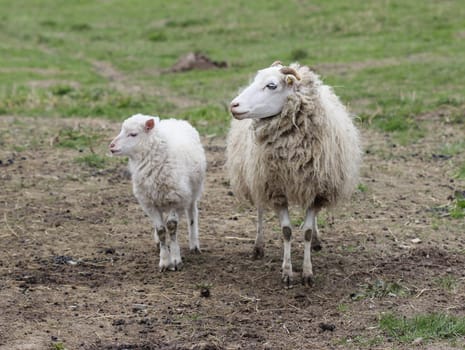 Skudden lamb with his mother
