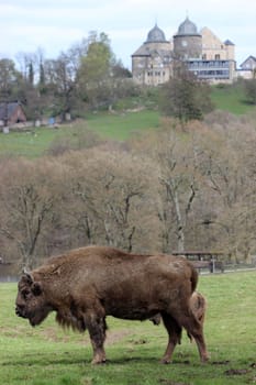 Bison in front of the Sababurg