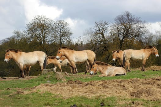 Przewalski's horses at Sababurg Zoo