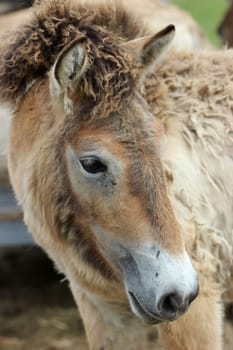 Przewalski's foals in moulting