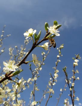 Wild plum - Prunus