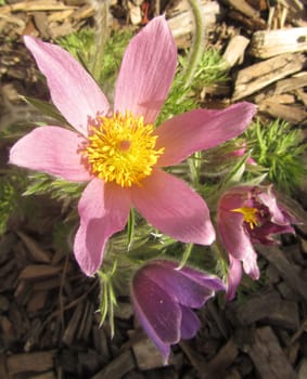 Pasque flower - Pulsatilla vulgaris