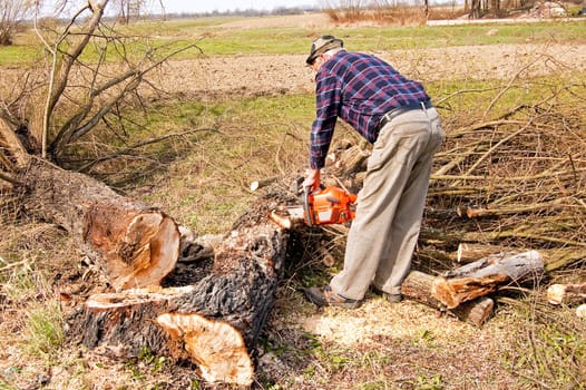 broken tree cutting near the ground
