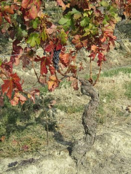 Grapevine - Vitis vinifera