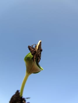 Zucchini seedling - Cucurbita pepo