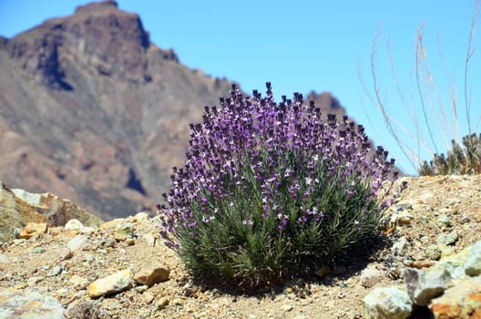 Erysimum scoparium