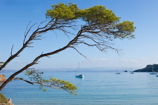 Porquerolles island  in south of France
