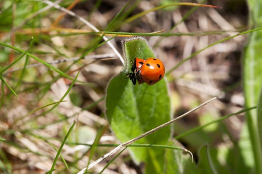 Ladybug,close-up of beetle on a plant in nature