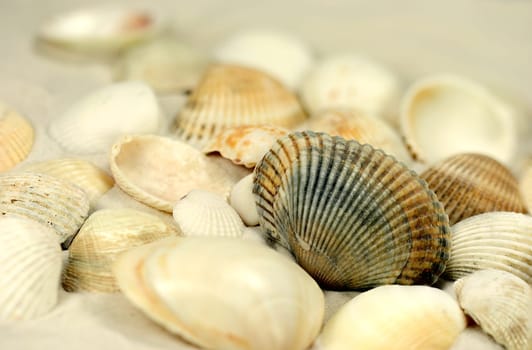 Mussels