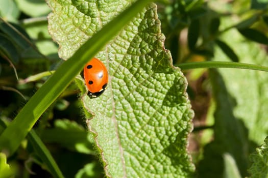 Ladybug,close-up of beetle on a plant in nature