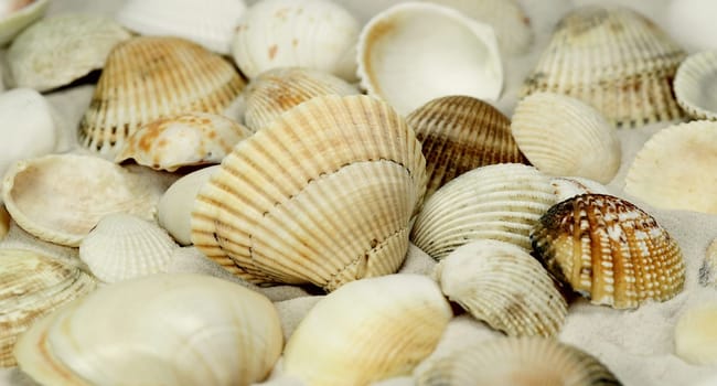 Mussels