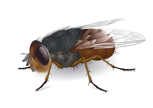 Illustration of everyones favorite insect the fly with transparent wings. Calliphora augur