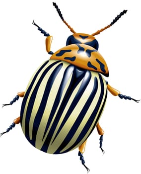 Potato bug (leptinotarsa decemlineata) isolated on the white background