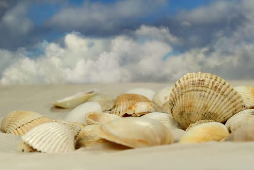 Mussels