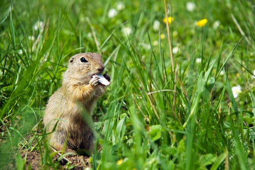 Ground Squirrel on the Heath