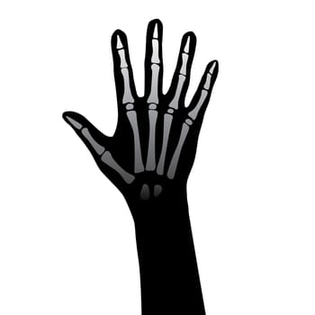 Open hand anatomy vector illustration on white background