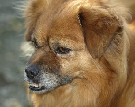 Dog Portrait - Foxy